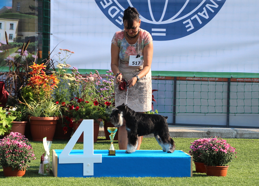 Sasquehanna Lotos Sznaucer Miniaturowy Czarno-Srebrny Białystok 2019
