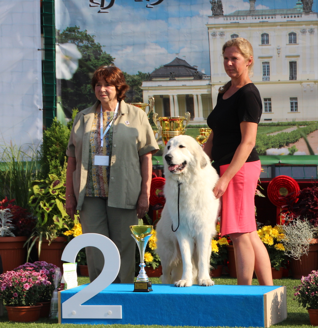 Aleidis Real Dindu Vailokas Pirenejski Pies G&oacute;rski na podium BIalystok
