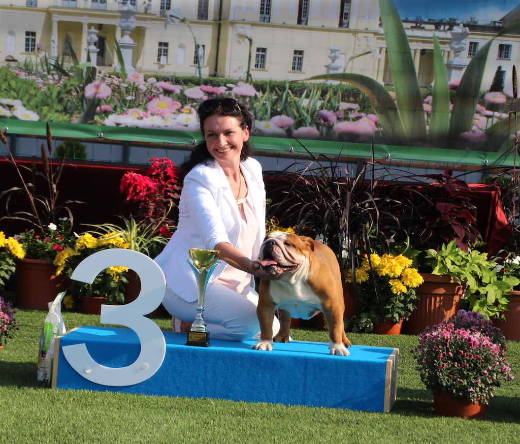 Pies na podium wystawa ps&oacute;w rasowych Białystok 2019