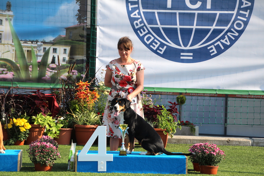 appenzeler na podium wystawa ps&oacute;w rasowych Bialystok 2019