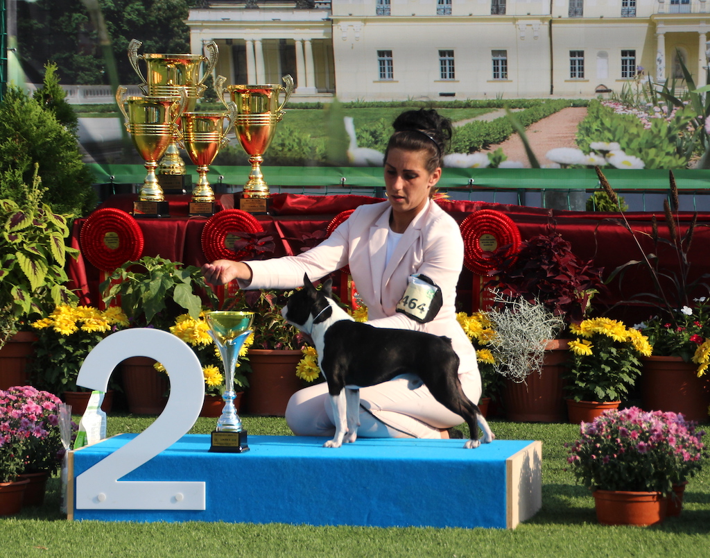 Boston Terrier Białystok 2019