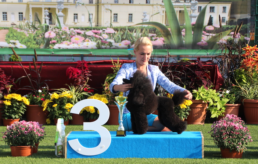 Kiss in the rain Gamtos Harmonija Pudel Miniaturowy Czarny Bialystok 2019