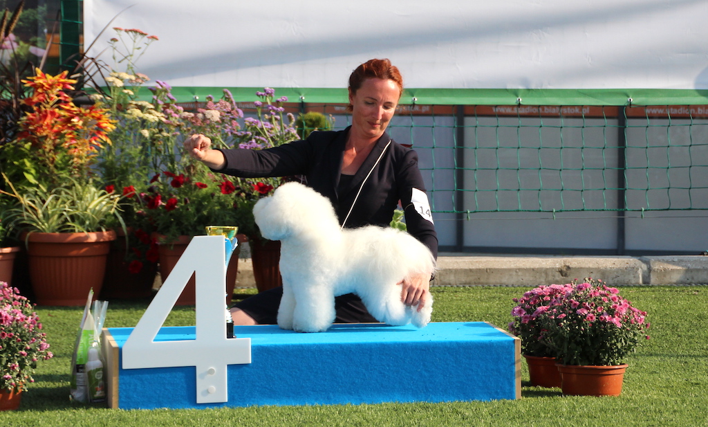 Whitemantra Emissary Agenda Bichon Frise Białystok