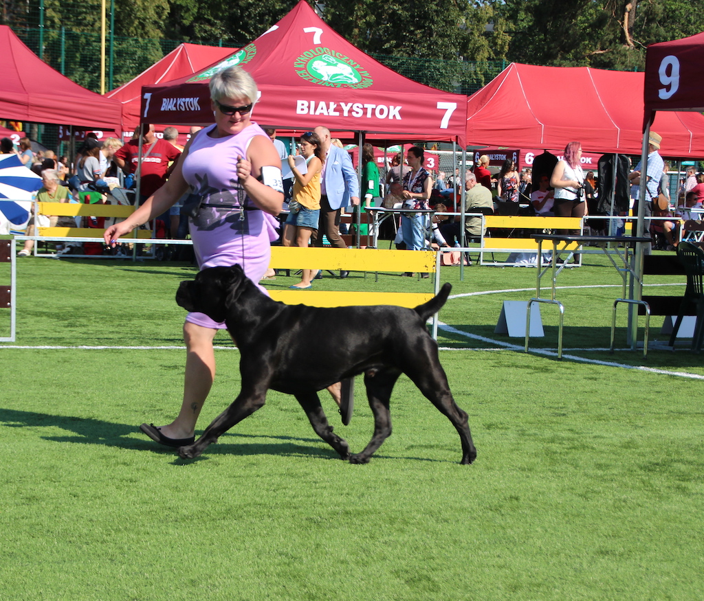 Linia Blours Nord Iz sozvezdiya Adomasa Cane Corso Italiano