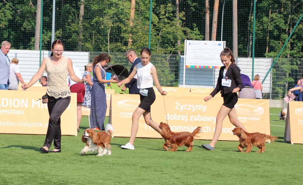 cavalier king Charles spaniel olga zhukova