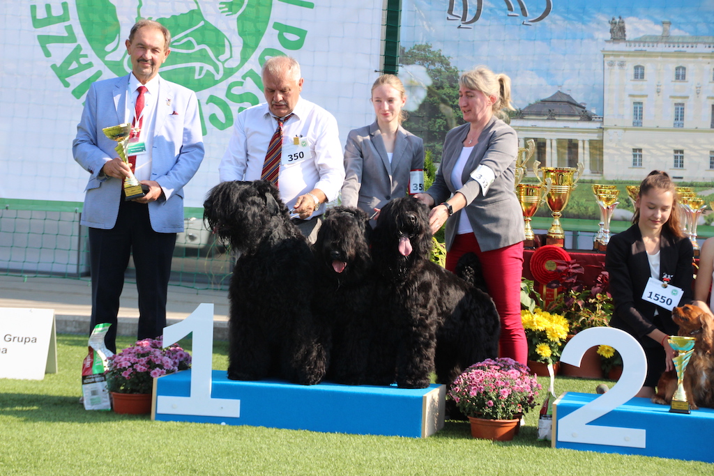 Czarny terier rosyjski w&nbsp;Białymstoku 2019