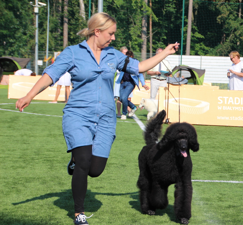 Lenox Black Meeganius	Pudel Duży Czarny