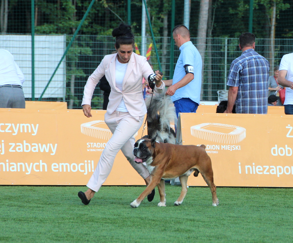 Giro benignus	bokser ż&oacute;łty