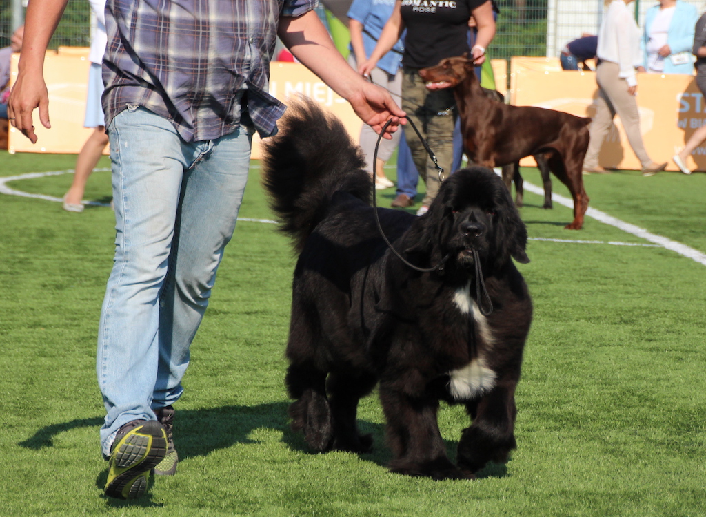 Mississippi-Missouri Empress New nowofundland