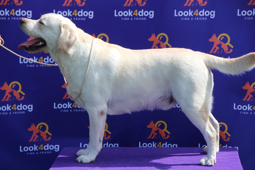 Anterra Eclair labrador retriever