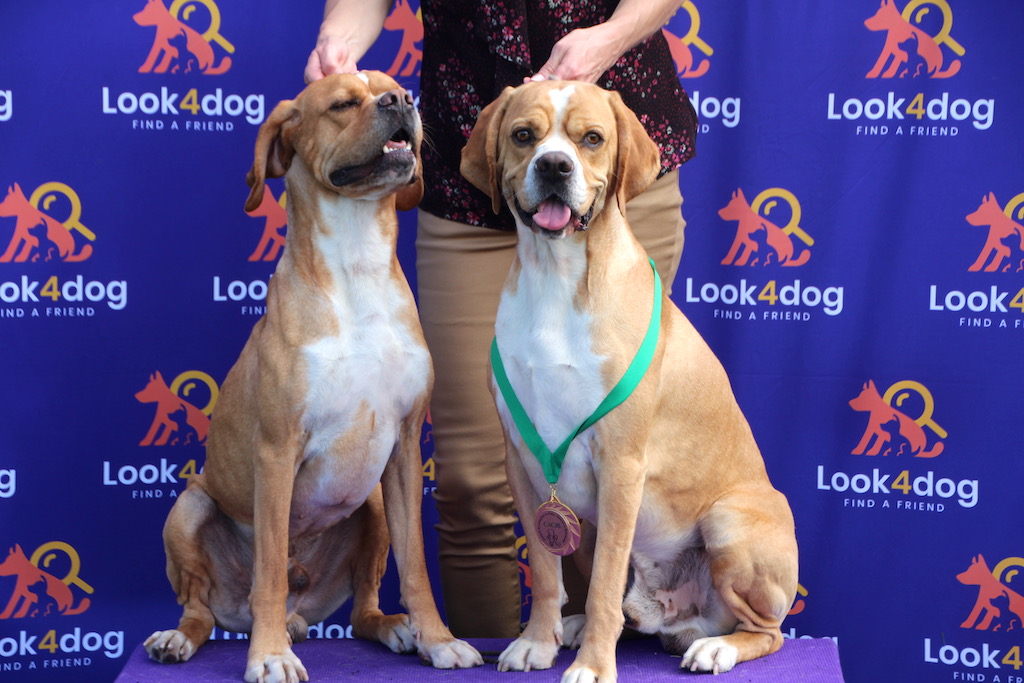 ab point bota a baixo wyżeł portugalski