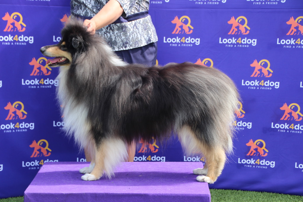 tango bravo rainbow hunt owczarek szkocki długowłosy