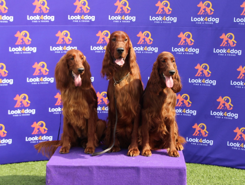 seter irlandzki Jadwiga Konkiel