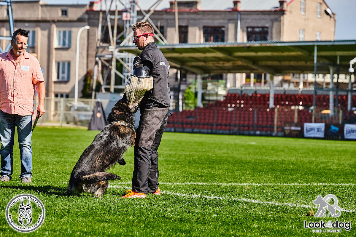 IGPMistrzostwa Polski 2021 🐕