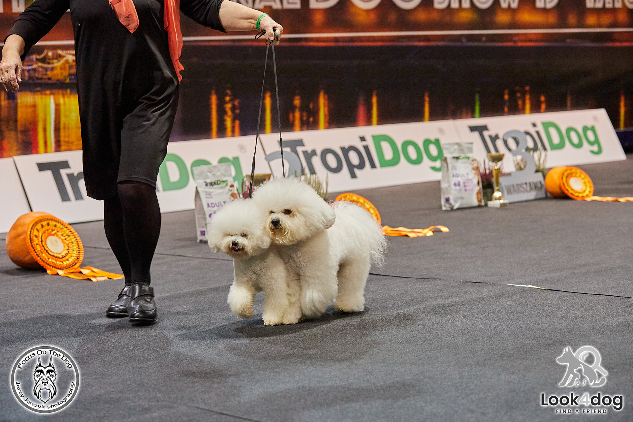 Psy rasowe fotorelacja