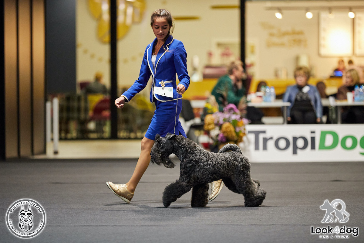 Nadarzyn 2021 zdjęcia sznaucer