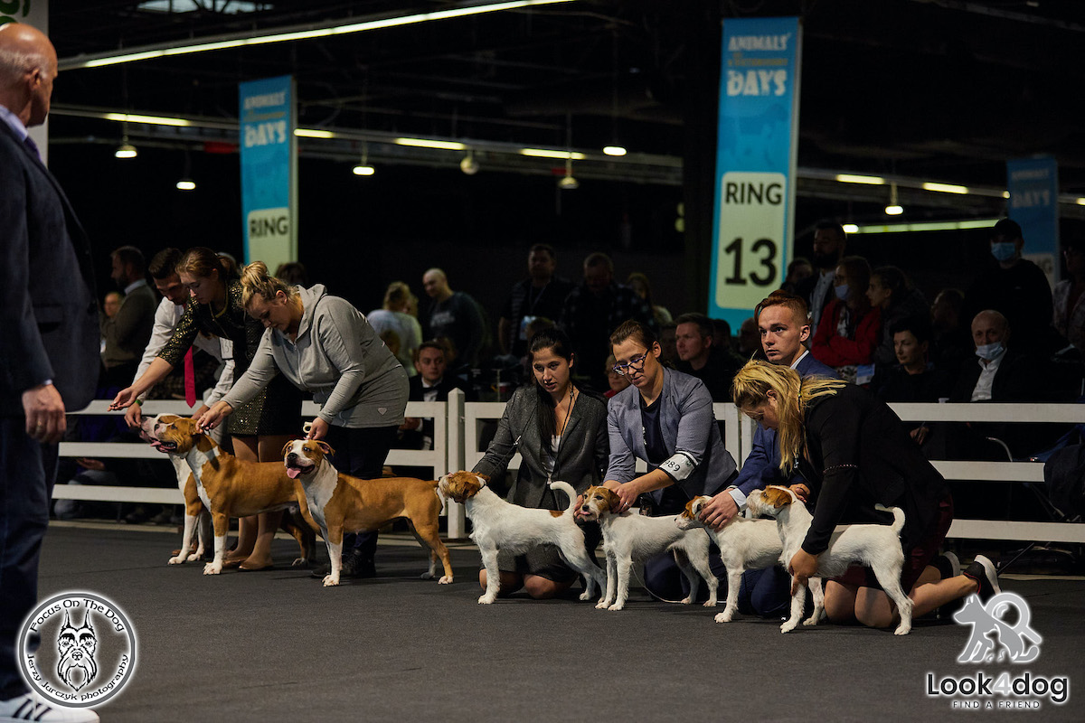 zdjęcia wystawa psów rasowych Nadarzyn 2021