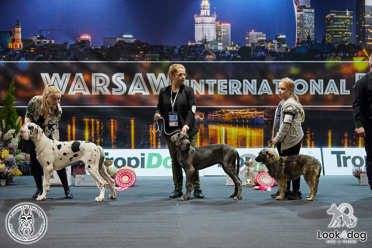 zdjęcia wystawa psów rasowych Nadarzyn 2021