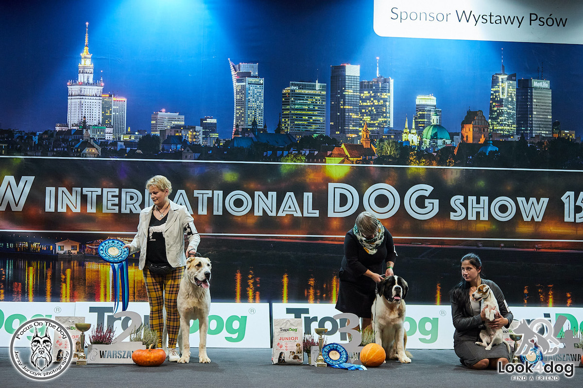 zdjęcia wystawa psów rasowych Nadarzyn 2021