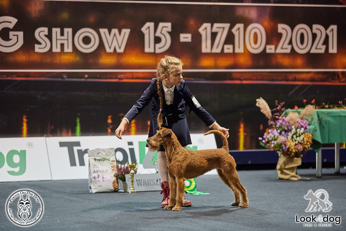 zdjęcia wystawa psów rasowych Nadarzyn 2021