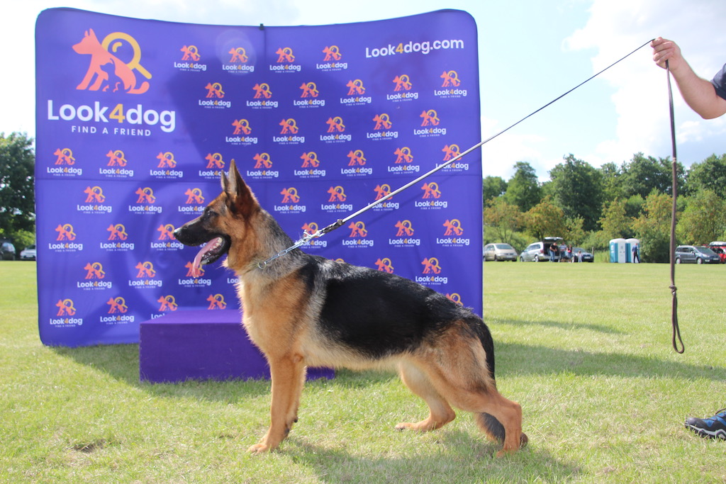suka owczarek niemiecki Rypin 2019