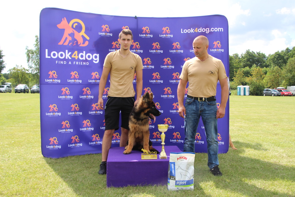 młody owczarek niemiecki wystawa Rypin 2019