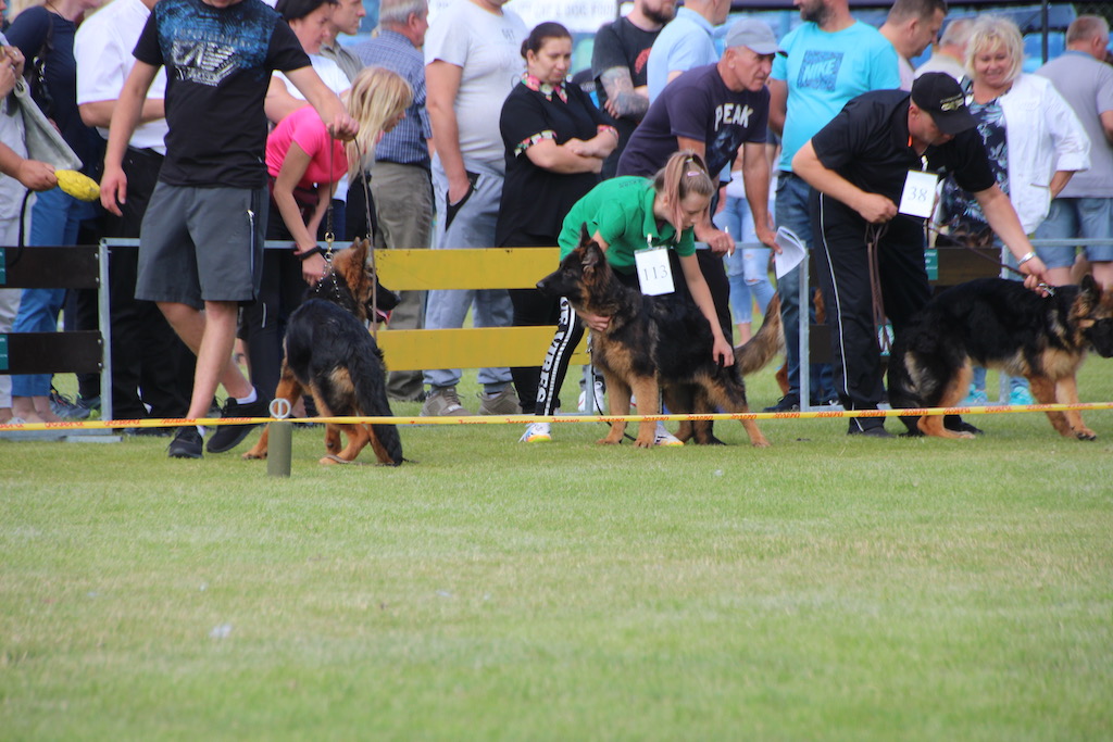 owczarek niemiecki w ringu Rypin 2019