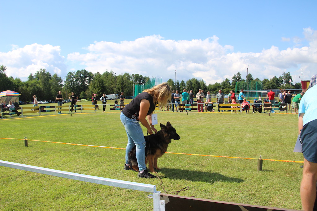 Rypin miejski ośrodek sportu wystawa owczarków niemieckich 14 lipca 2019