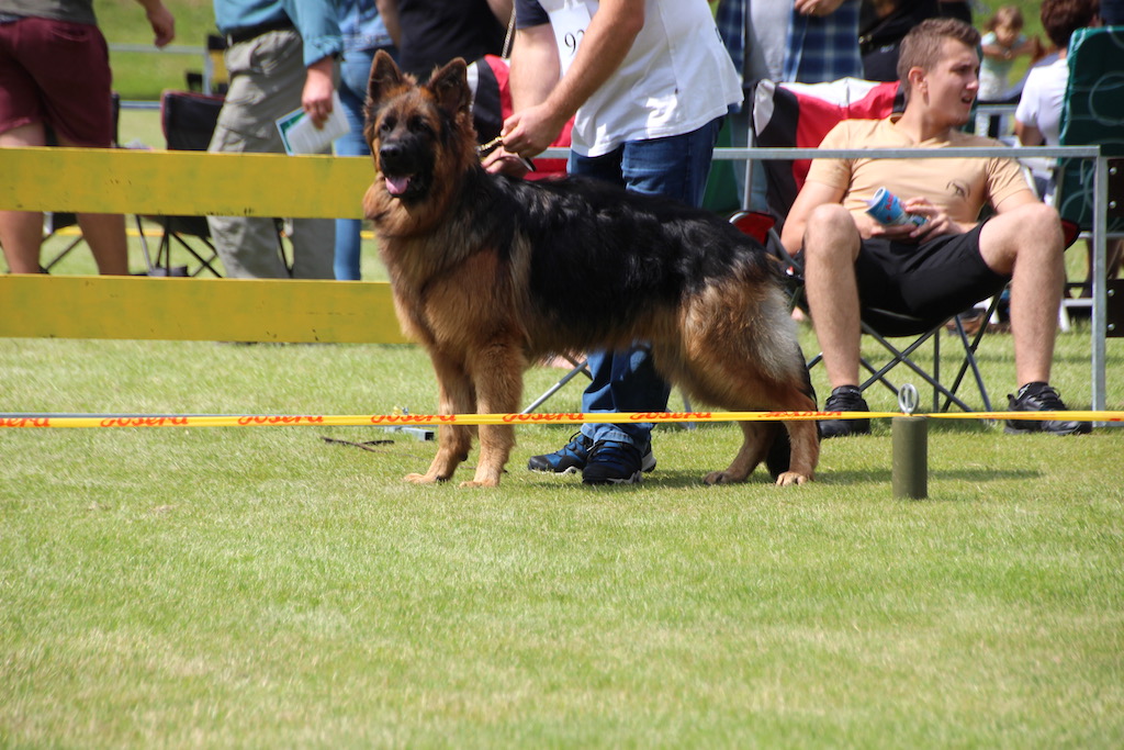owczarek niemiecki długowłosy w ringu Rypin 2019