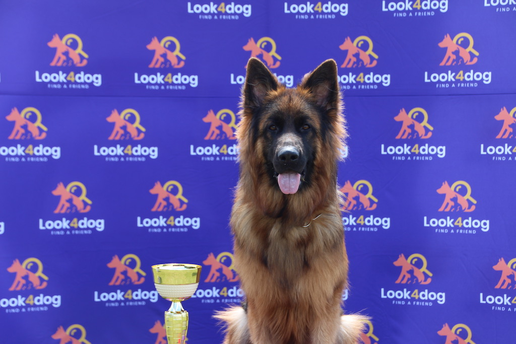 owczarek niemiecki długowłosy Rypin 2019