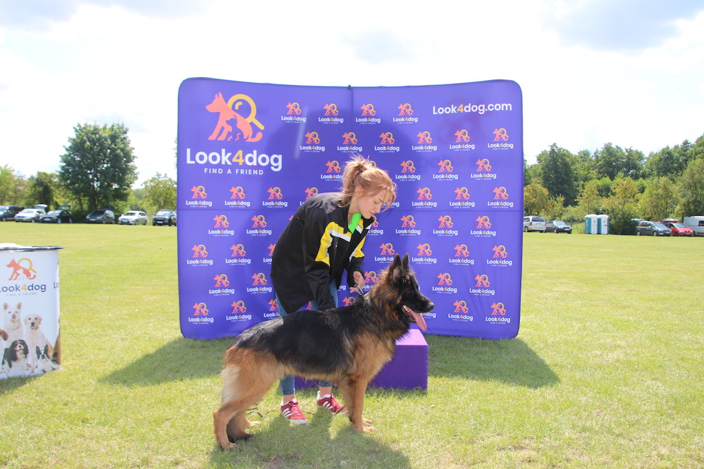 młody owczarek niemiecki Rypin 2019