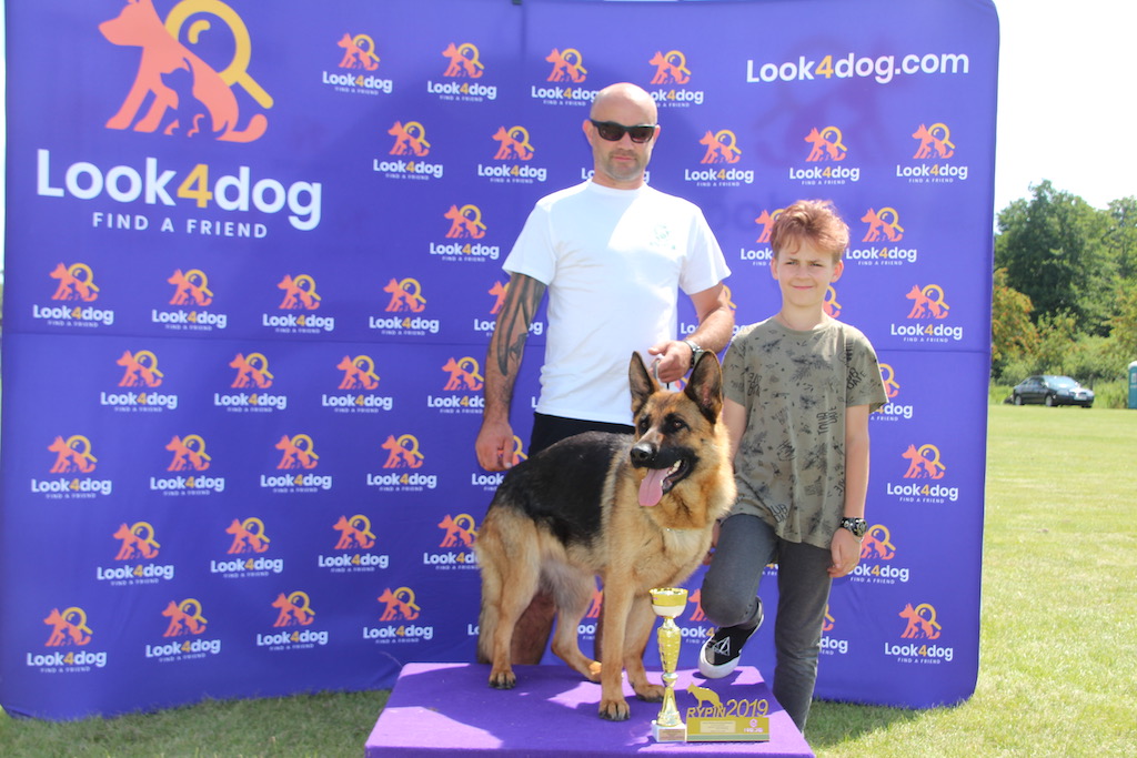 młody owczarek niemiecki krótkowłosy wystawa Rypin 2019