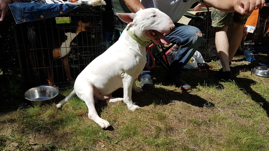 Bulterier na wystawie