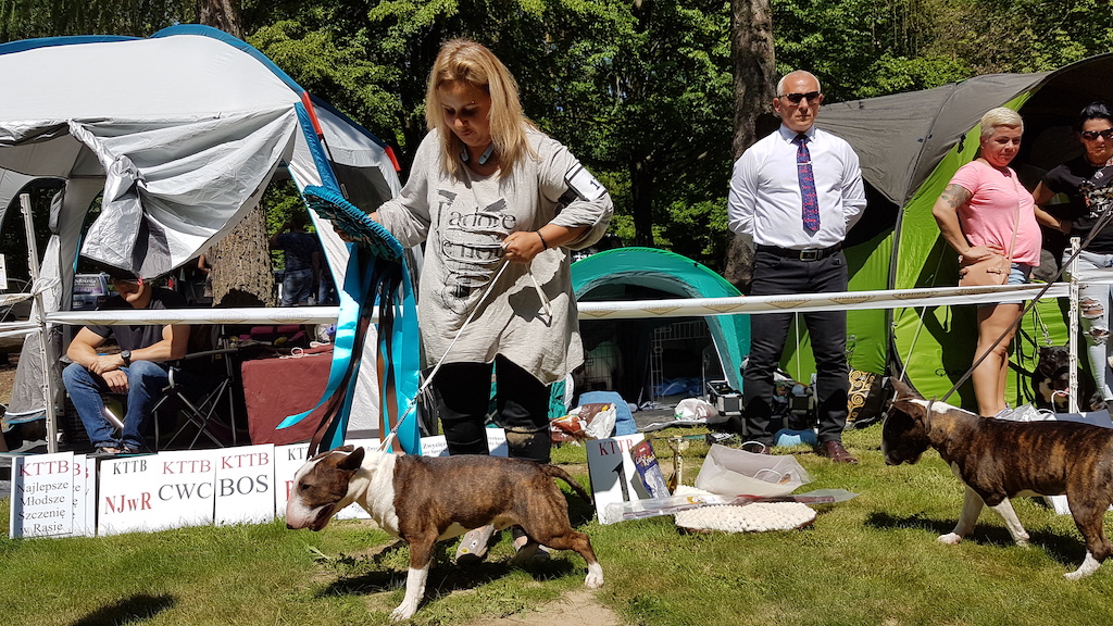 wystawa bulterier&oacute;w i&nbsp;Staffordshire