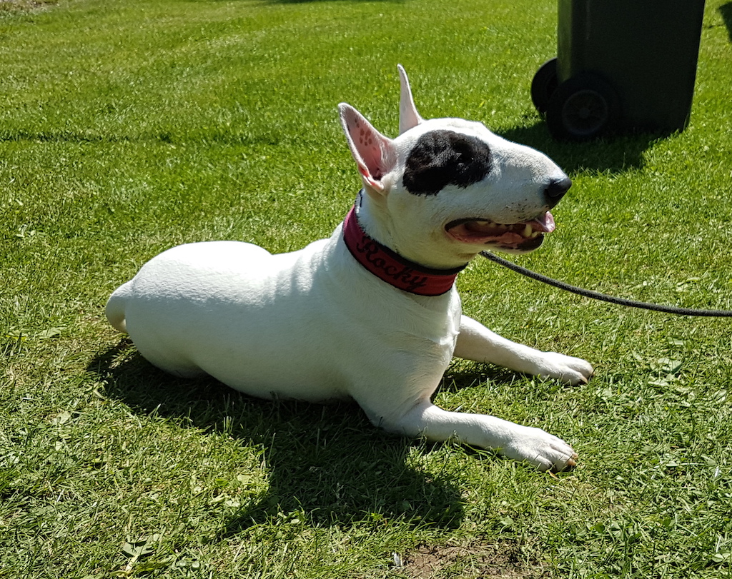 Bulterier na relaksie