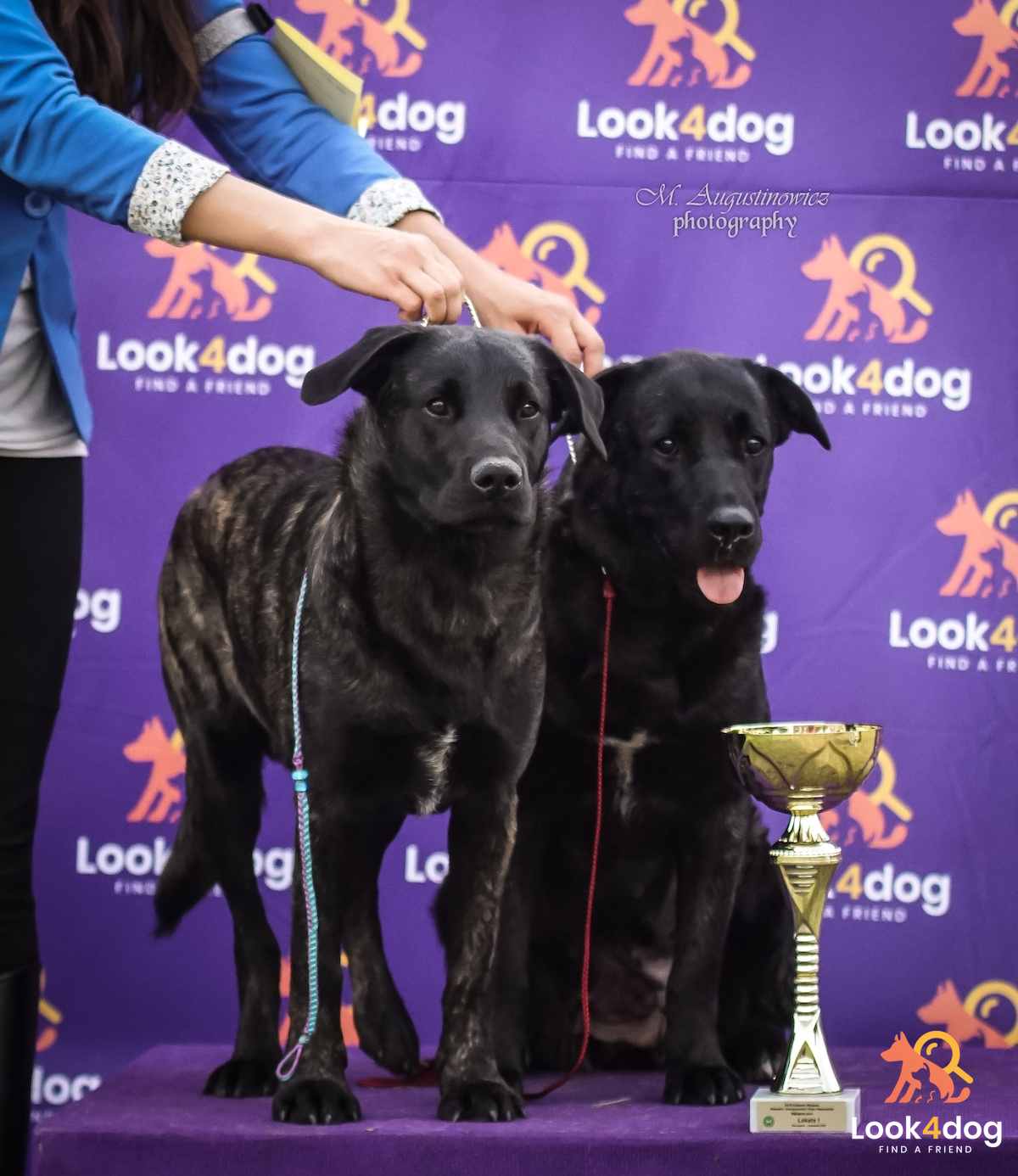 C&atilde;o Fila de S&atilde;o Miguel wystawa Łomianki 2021