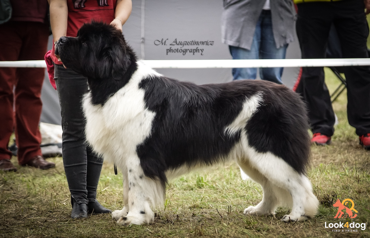 nowofunland umaszczenie biało czarny zdjęcie
