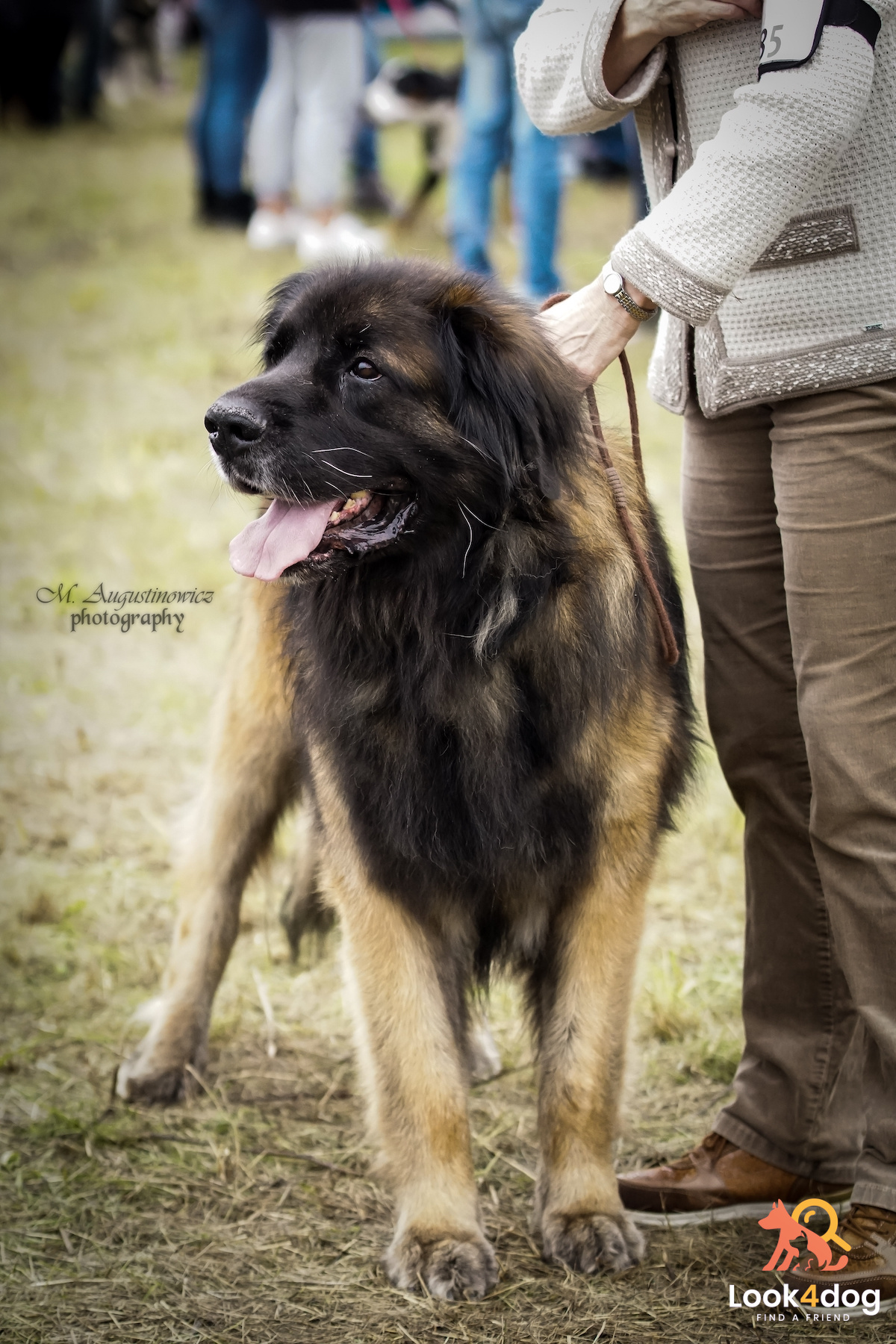leonberger wystawa Łomianki 2021