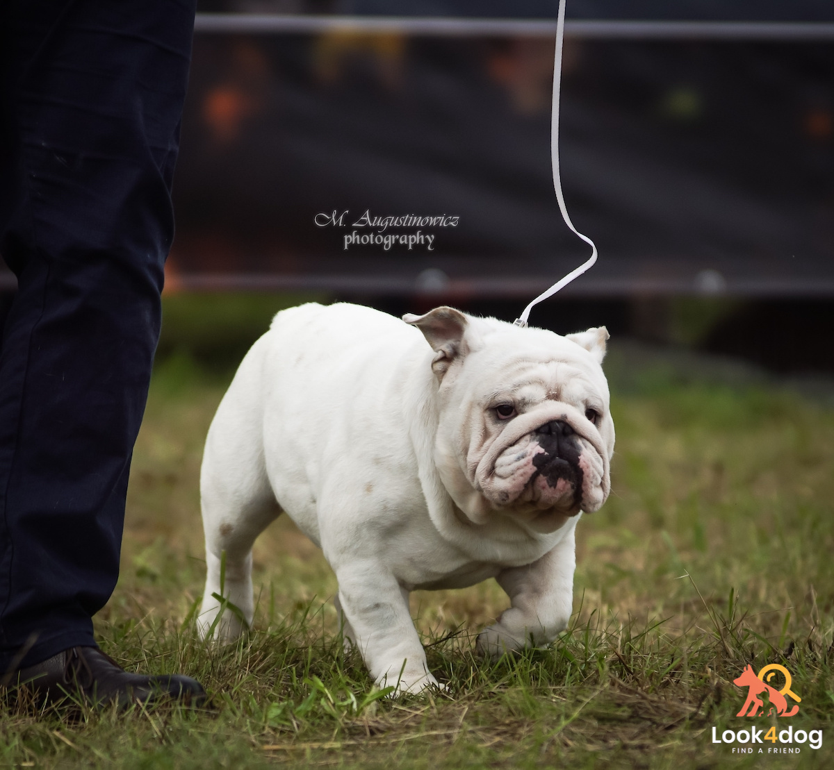 buldog angielski wystawa Łomianki 2021