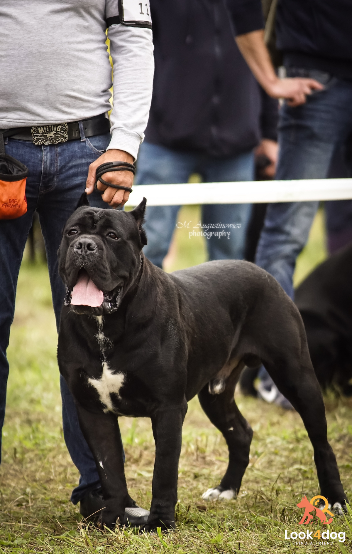 cane corso wystawa Łomianki 2021