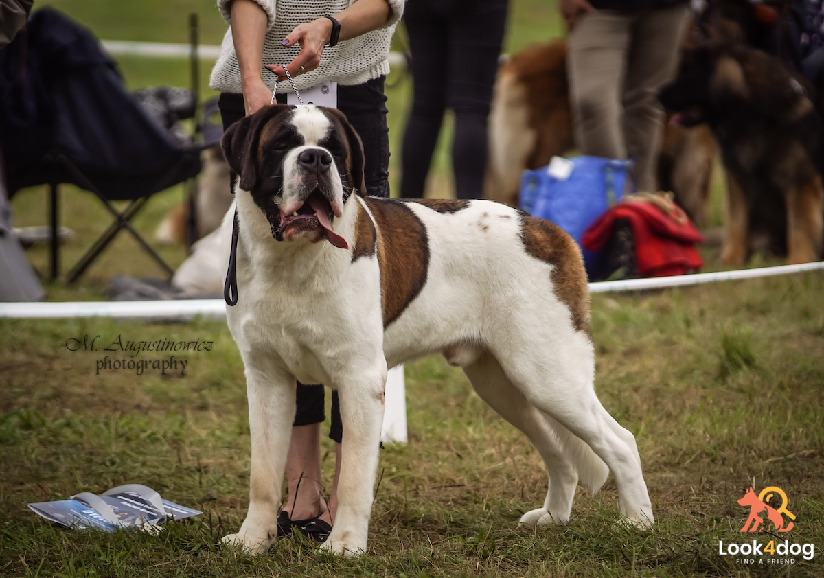Bernardyn kr&oacute;tkowłosy wystawa Łomianki 2021