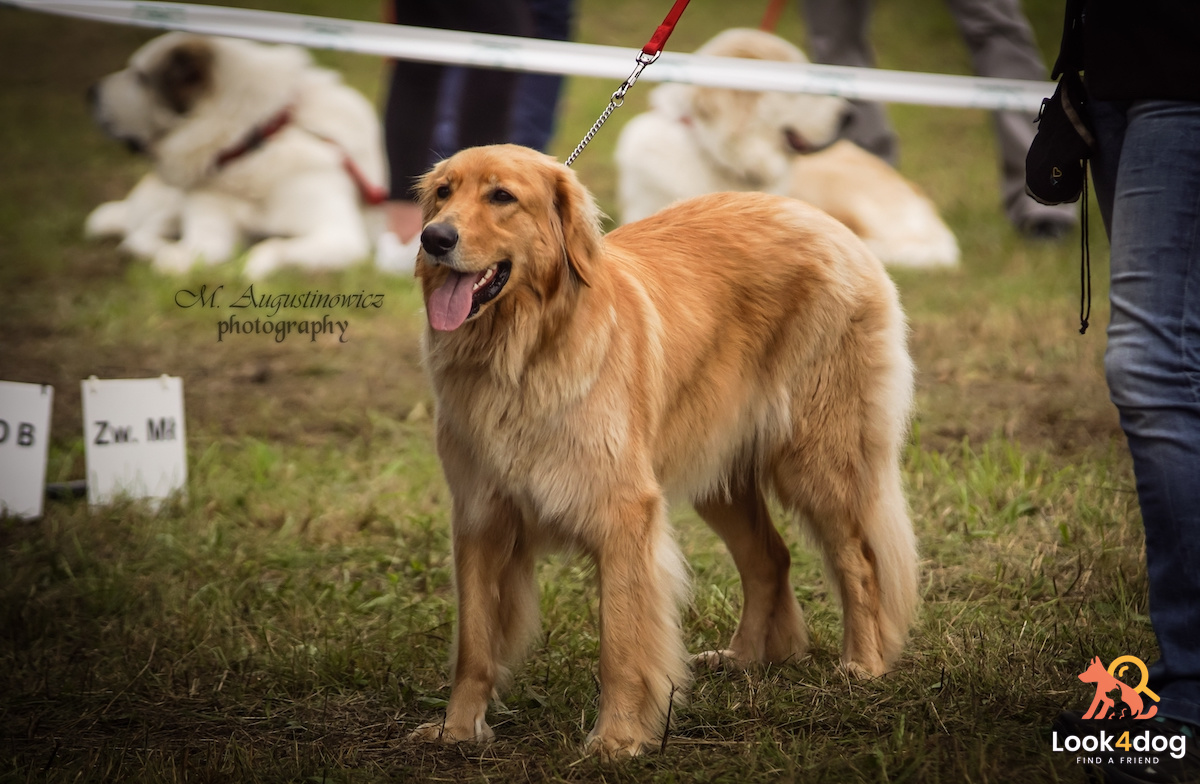 wystawa Łomianki 2021