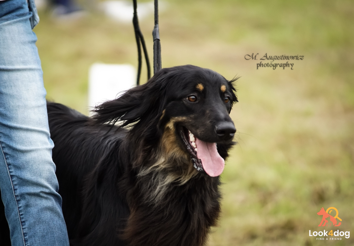 hovawart wystawa Łomianki 2021