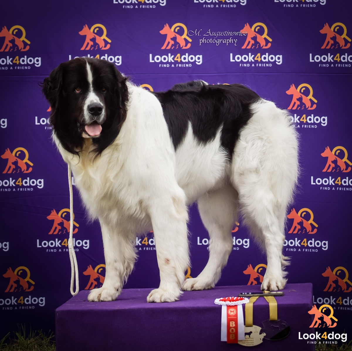 nowofunland wystawa Łomianki 2021