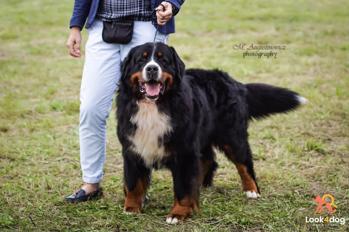 berneński pies pasterski