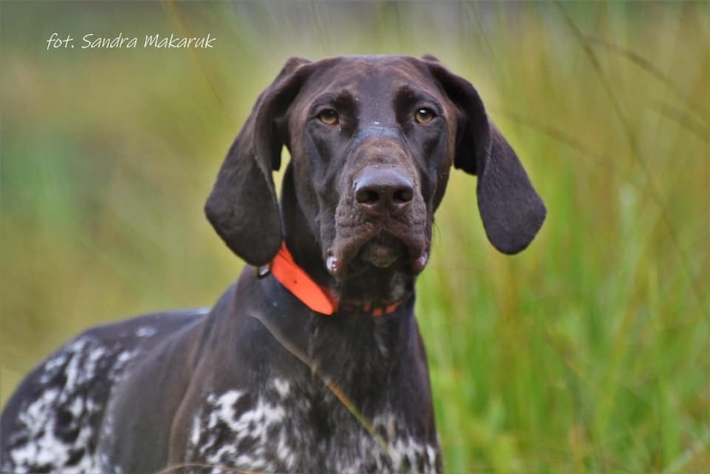 Wyżeł niemiecki krótkowłosy - charakter