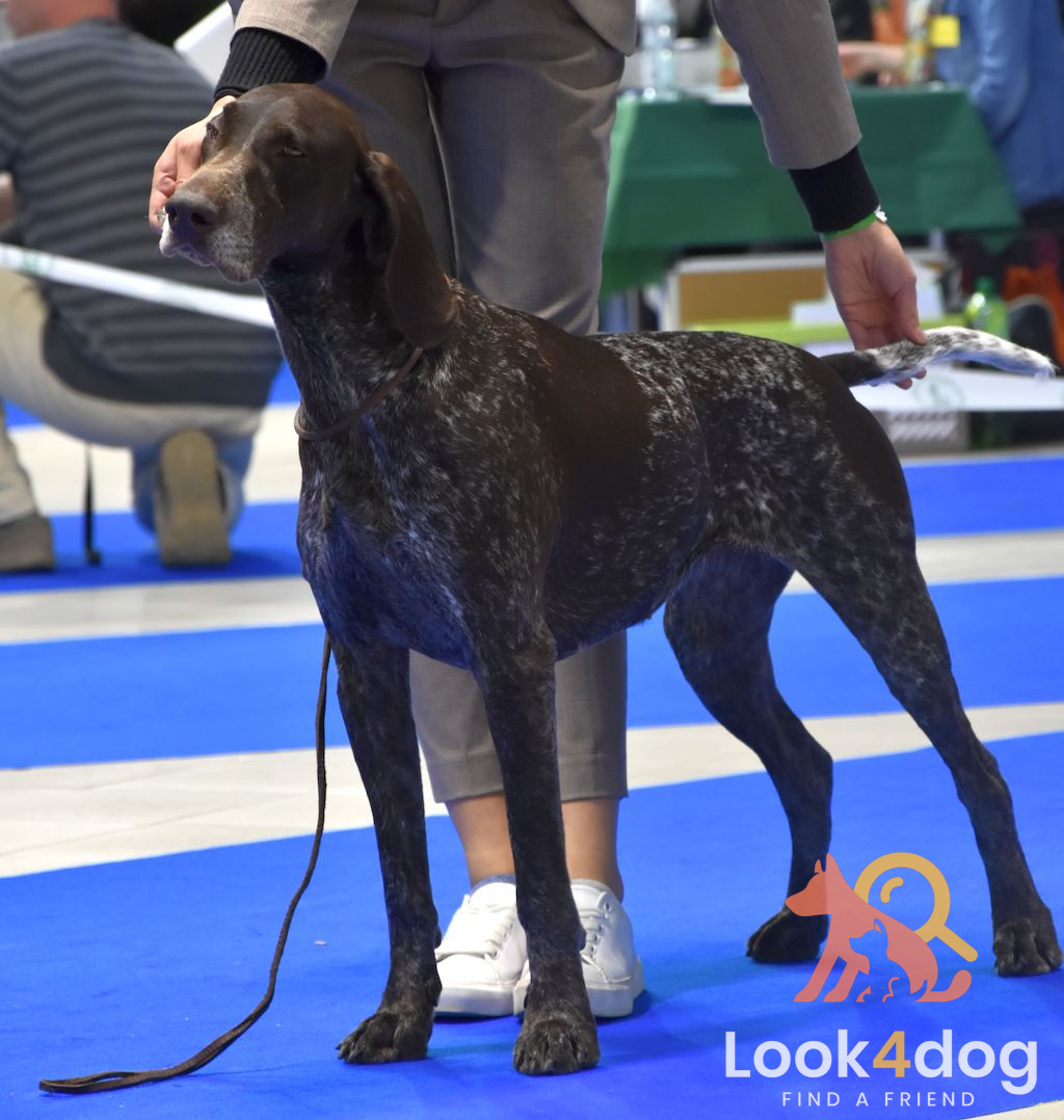 Wyżeł niemiecki krótkowłosy - pielęgnacja