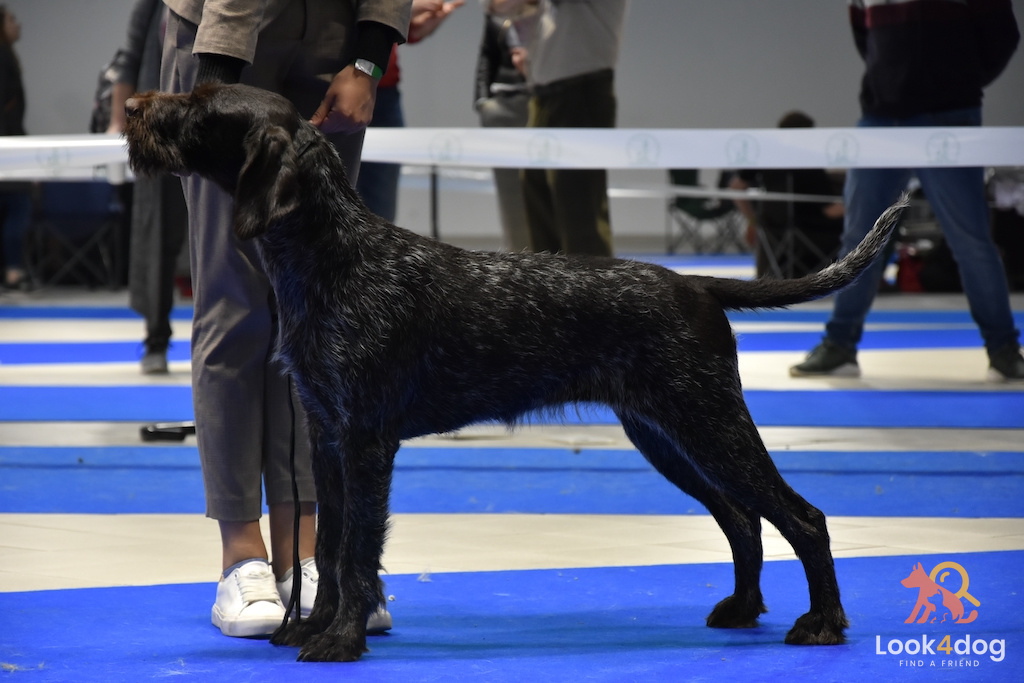 Wyżeł niemiecki szorstkowłosy - charakter