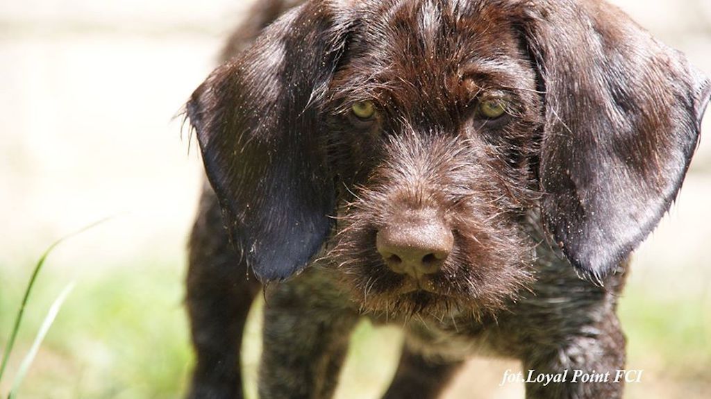 Wyżeł niemiecki szorstkowłosy - pielęgnacja
