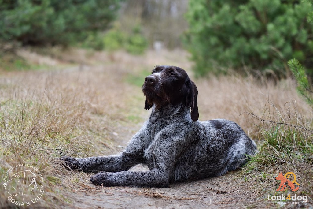 Wyżeł niemiecki szorstkowłosy - umaszczenie